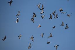 Silvia - Chasing a drone